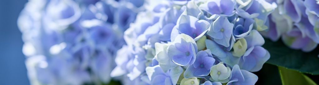 Hvordan bibeholder din blå Magical Hydrangea den blå farve?