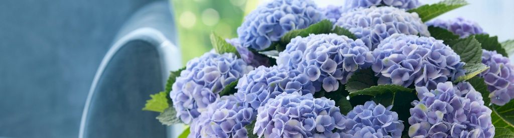 What is the ideal place in the house for a Magical Hydrangea?
