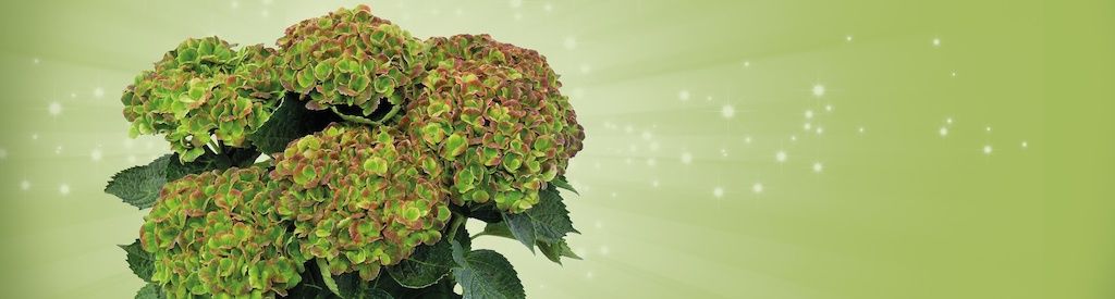Giveaway 10 years Magical Hydrangea