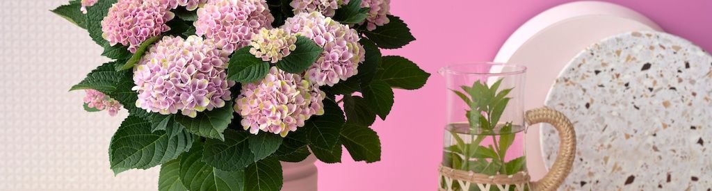 Hoe houd ik mijn blauwe tuinhortensia blauw?