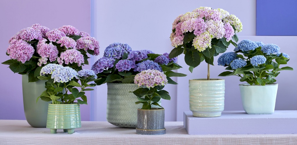 Hortensia-sorter