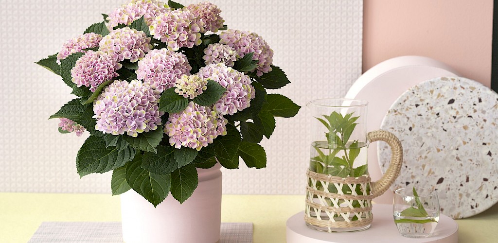 Hortensia de interior Magical Revolution