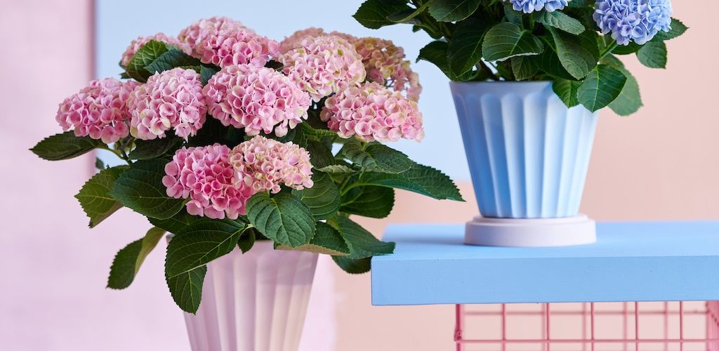 Magical Revolution stuehortensia