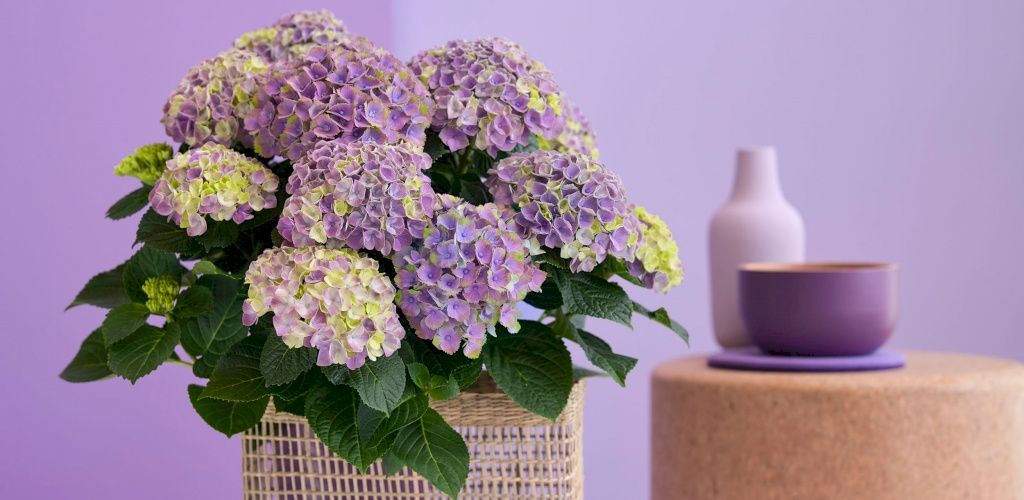 Hortensia d’intérieur Magical Amethyst