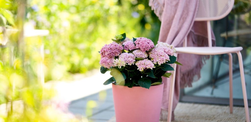 Magical Revolution tuinhortensia