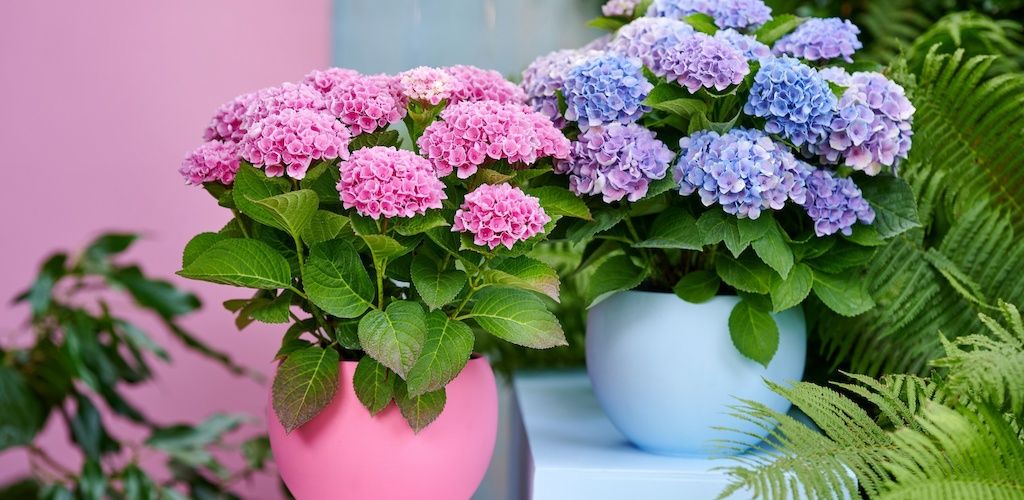 Hortensia de exterior Magical Evolution