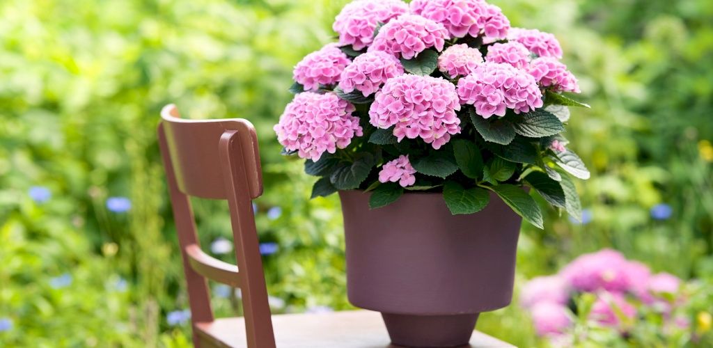 Magical Evolution havehortensia