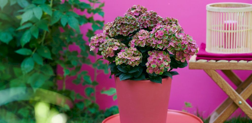 Magical Amethyst garden hydrangea