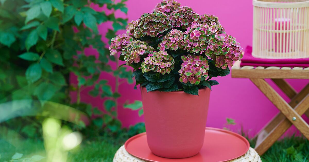 花器 花器 花器 にこ☆こに☆ 楽天市場】レゴ ニンジャゴー 9554 ゼンZX : 未来