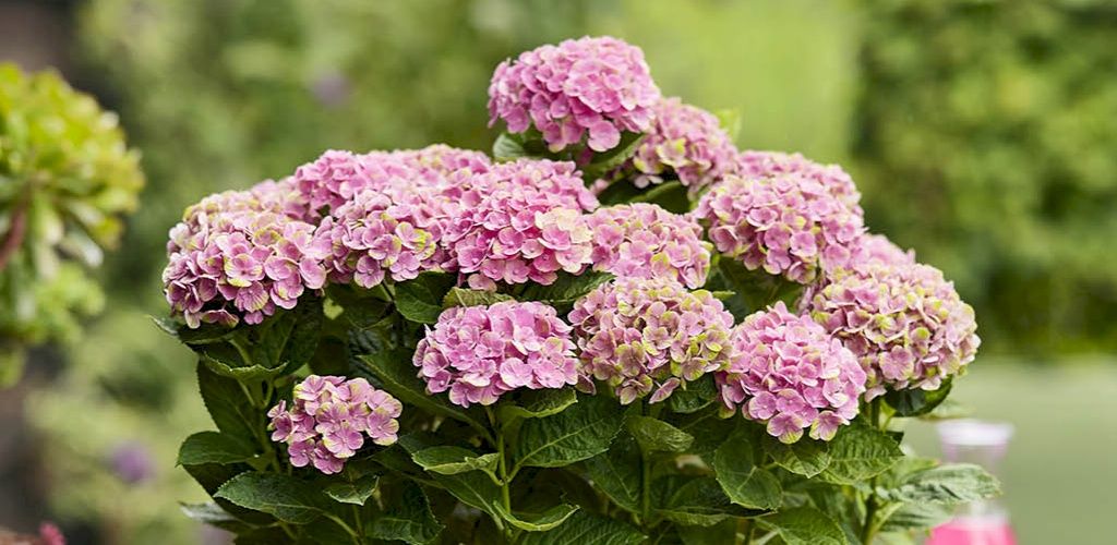 Hortensia de jardin Magical Coral
