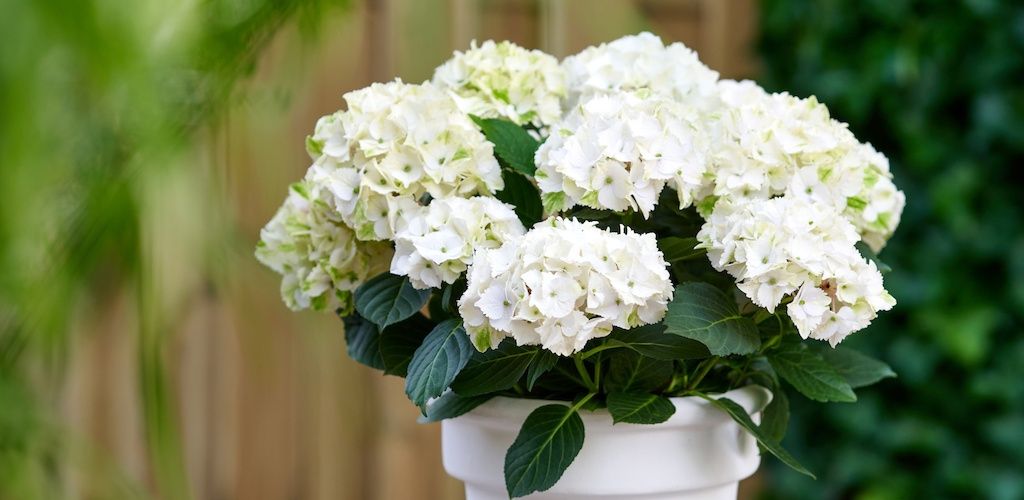 Magical Noblesse hagehortensia