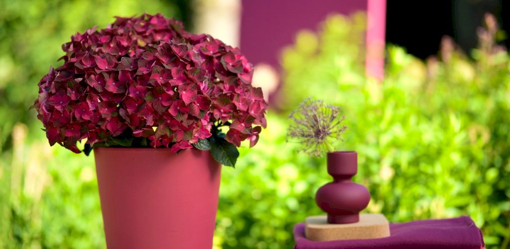 Ortensia da giardino Magical Ruby Tuesday