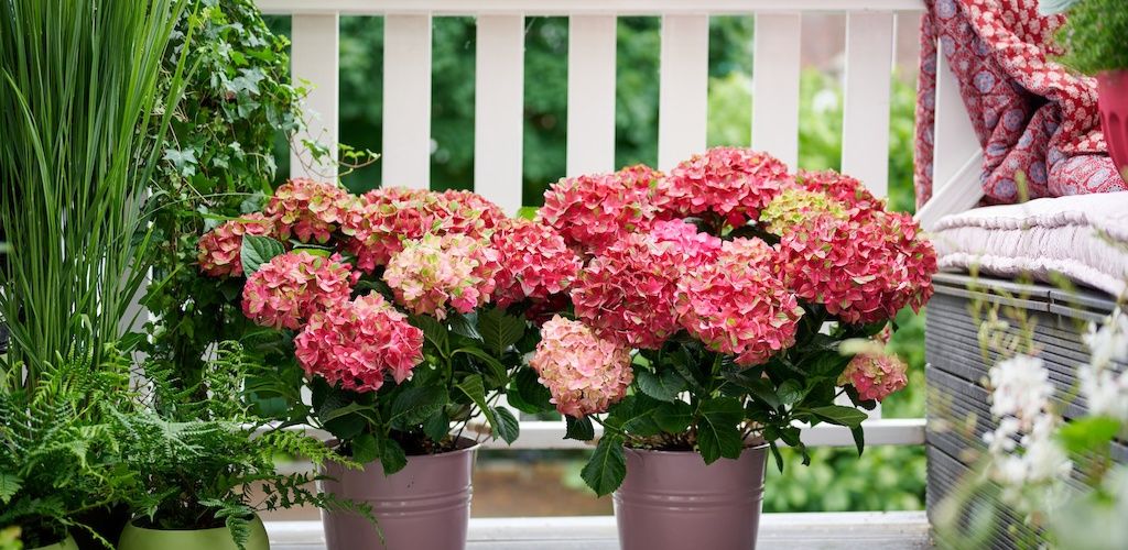 Magical Greenfire garden hydrangea