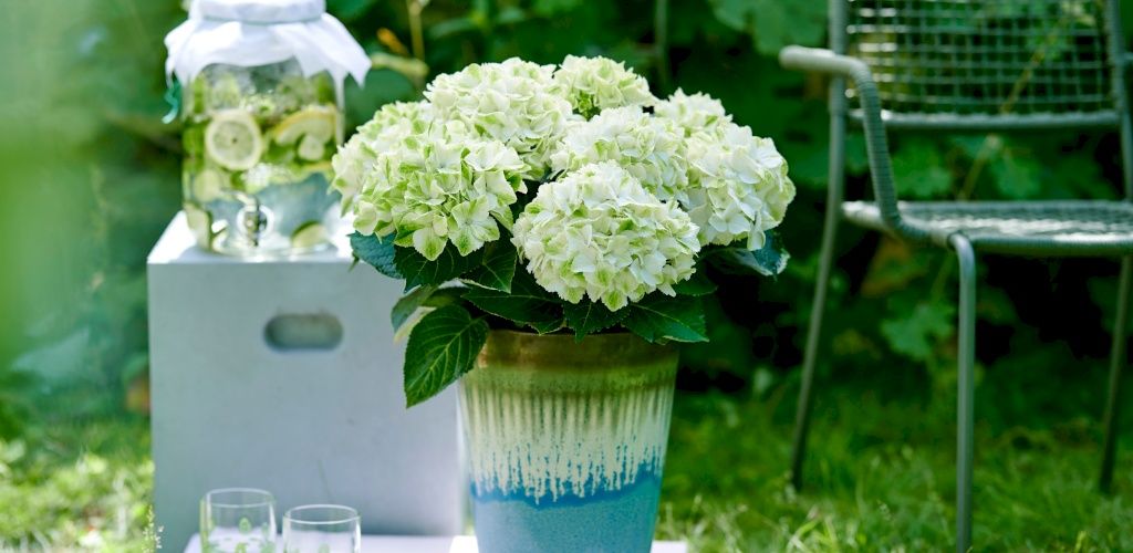 Hortensia de jardin Magical Wings