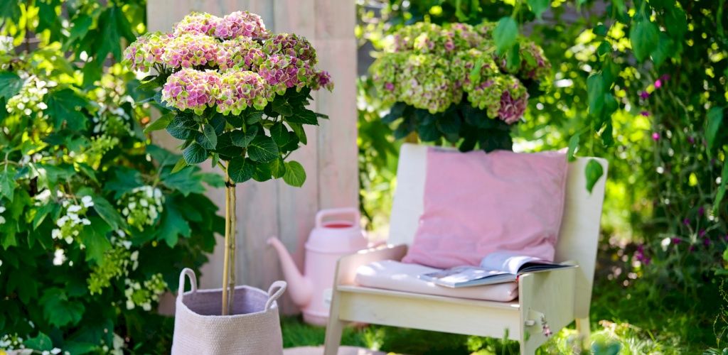 Magical Amethyst Flowertree garden hydrangea