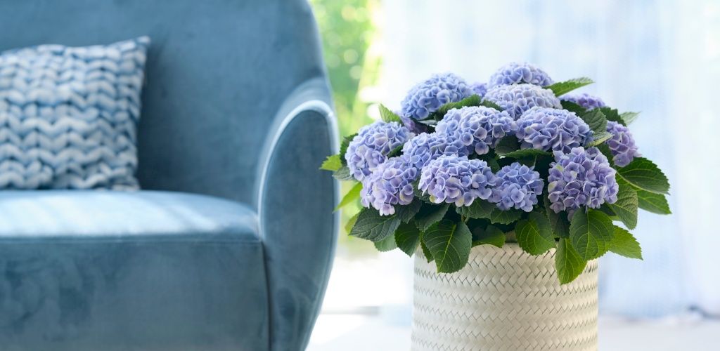 Pasning hortensia