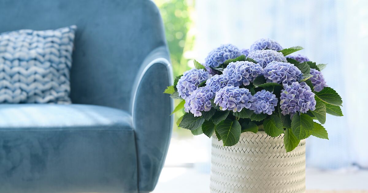 Pflege Hortensien | Magical Hydrangea