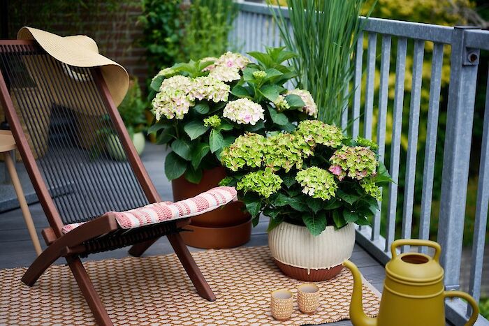 Hortensias mágicas: los protagonistas en su balcón y patio