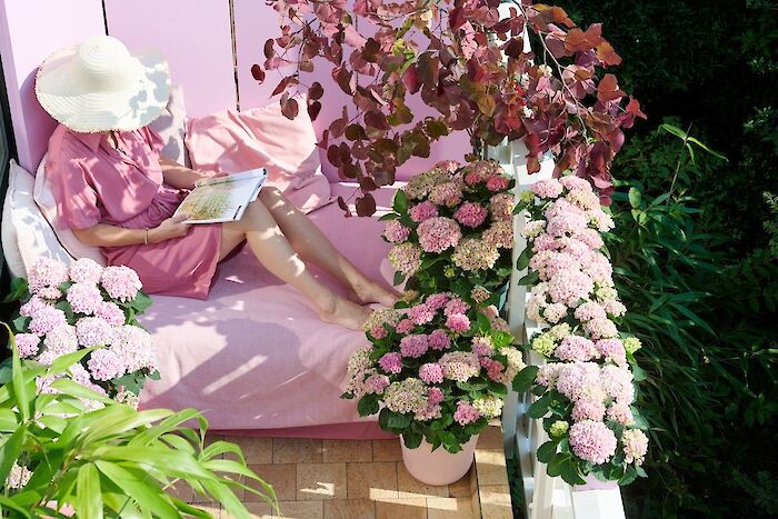 Magical Hydrangeas: star performers on your balcony and patio