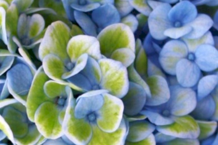 Hydrangea macrophylla 'Magical® Revolution Blue' - Hortensia | Bloemenpark Hydrangea macrophylla 'Magical® Revolution Blue' - Hortensia | Bloemenpark