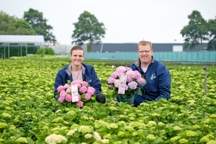 De Jong Plant