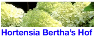 Hydrangea Bertha’s Hof