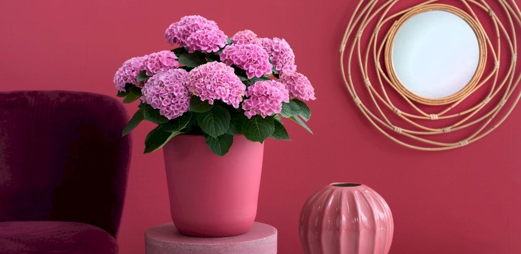 Hortensja pokojowa Magical Evolution