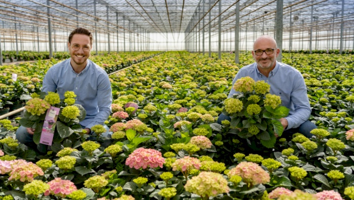 Baum Gartenbau