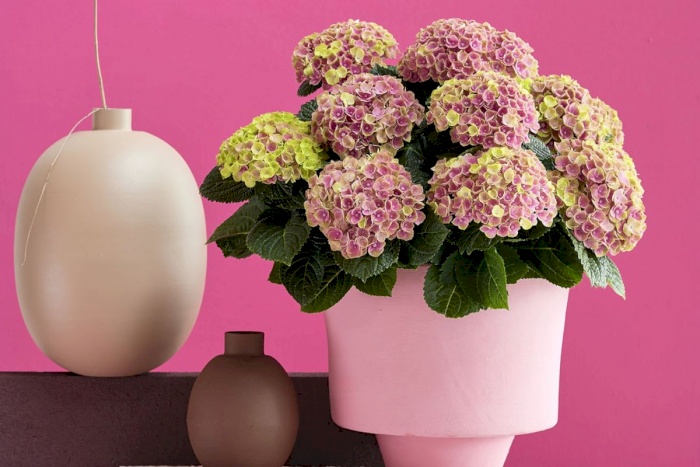 Hortensia de interior Magical Amethyst - Magical hydrangea