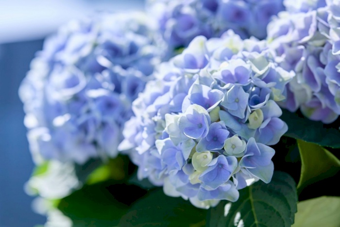 Hortensia de exterior Magical Evolution - Magical hydrangea