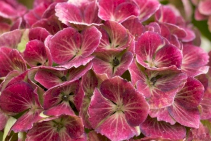 Hortensja ogrodowa Magical Amethyst Flowertree | Magical Hydrangea