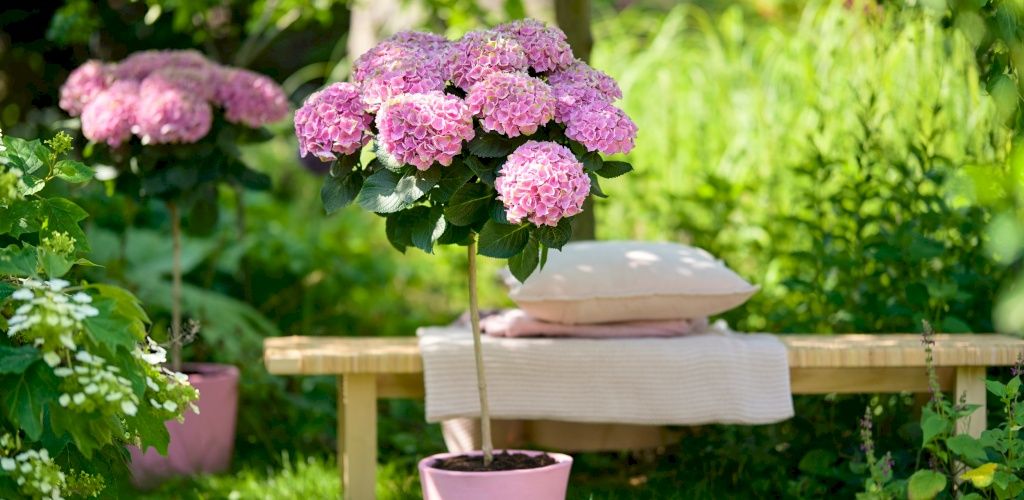 Gartenhortensie Magical Opal Flowertree