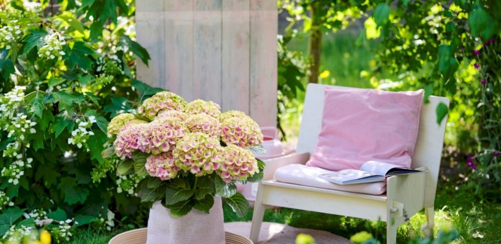 Magical Jewel hagehortensia