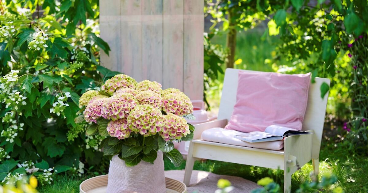 magical_hydrangea_jewel_pink-