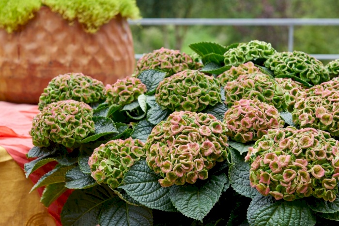 Mörkröd höst med Magical Hydrangea
