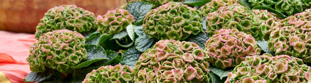 Magical Hydrangeaer giver dit efterår en dybrød farve