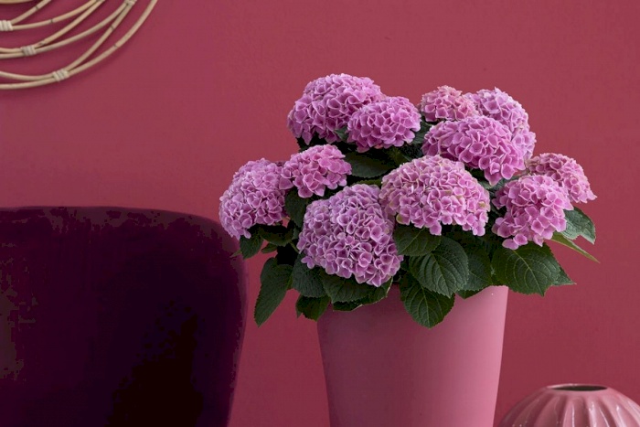 Färgglada blommor i 150 dagar