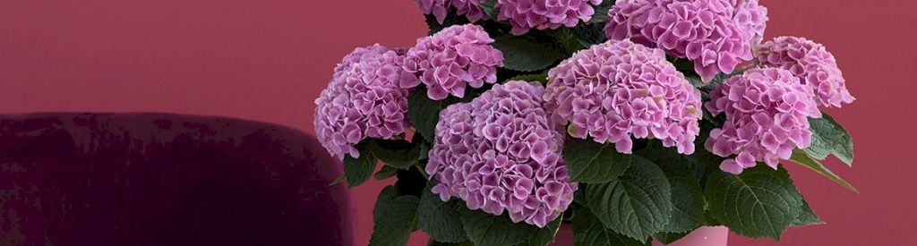 150 days of flowering and colour in the house