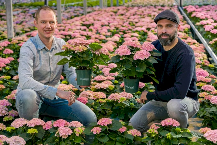 Erik odlar Magical Hydrangea för långvarig glädje