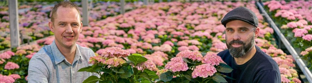 Erik coltiva le Magical Hydrangea per un piacere di lunga durata