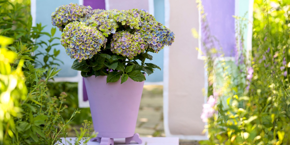 How to repot a Magical garden hydrangea Magical hydrangea