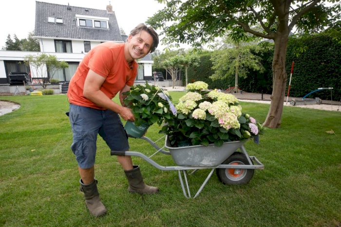 Magical Hortensien bringen Farbe in Lodewijks Traumgarten