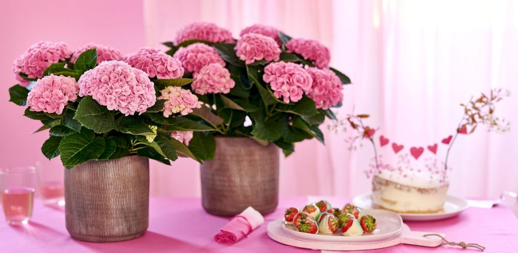 Kamerplanten met roze bloem: Magical hydrangea