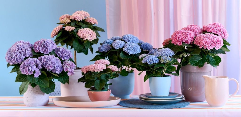 Magical Hydrangea: le piante fiorite da appartamento ideali