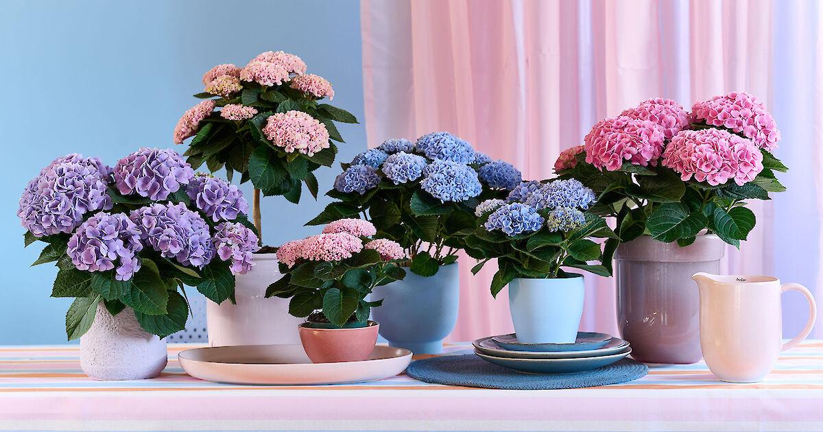 bloeiende_kamerplant_magical_r