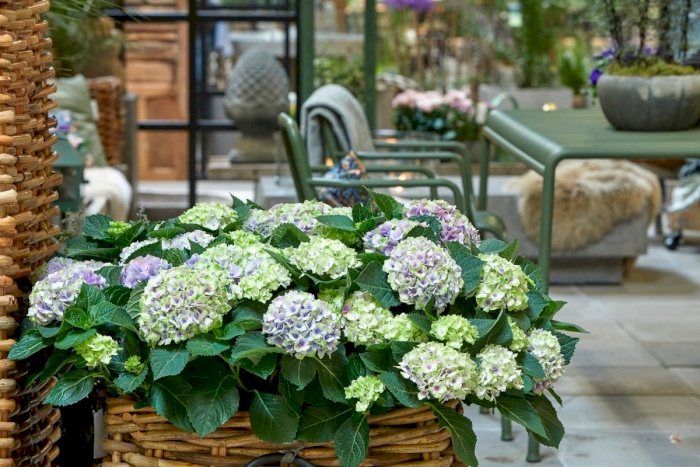 Nieuw: kamerhortensia Magical Hydrangea Jewel