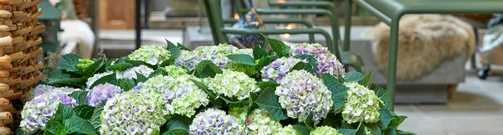 Nieuw: kamerhortensia Magical Hydrangea Jewel