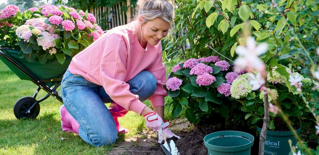 Splendide piante fiorite per il tuo giardino