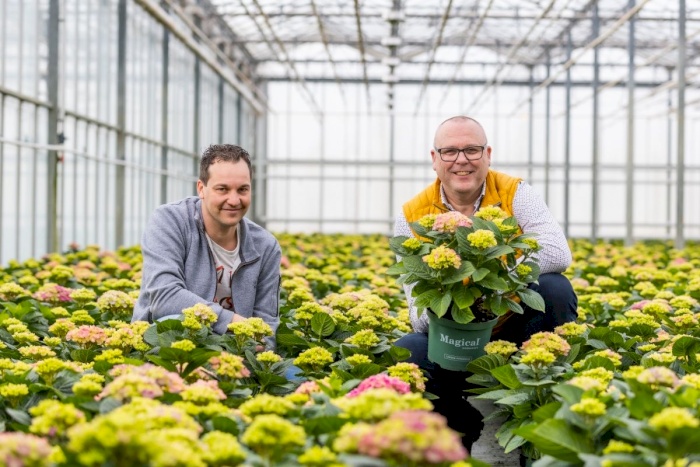 Långvarig glädje med Magical Hortensia