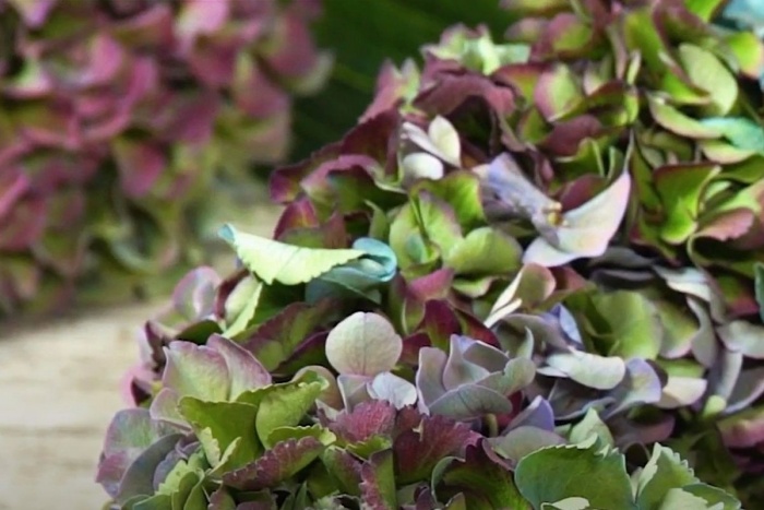 DIY: gör en krans av Magical Hydrangea